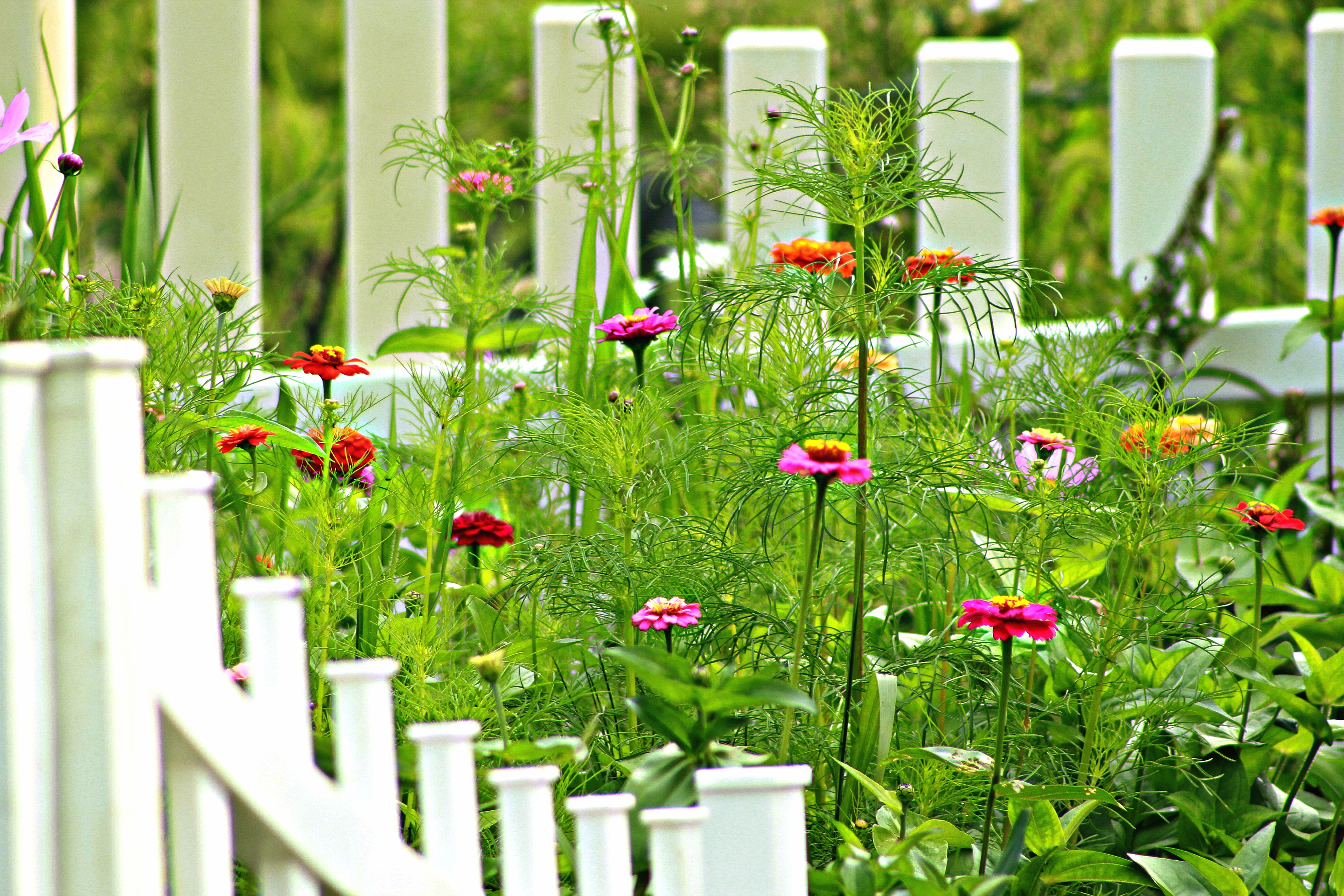 cottage garden