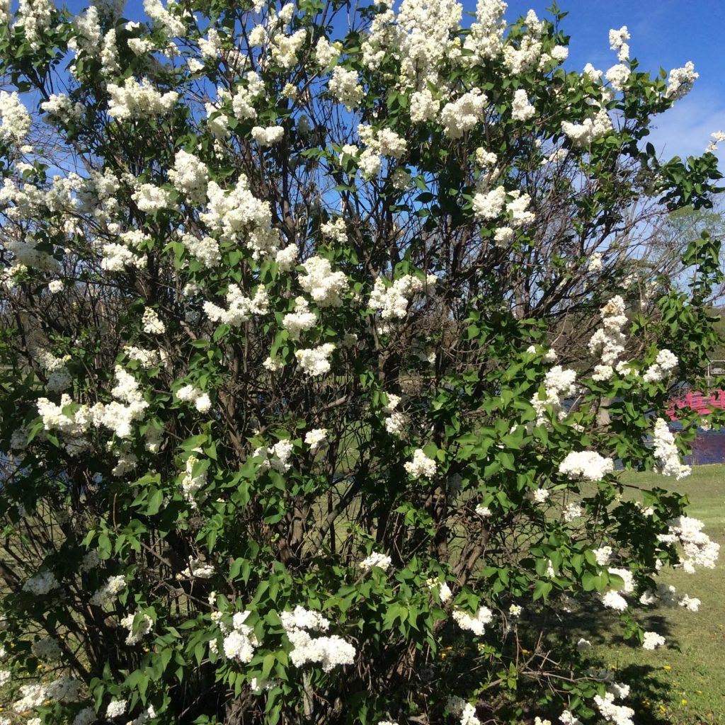 whitelilaccloseup