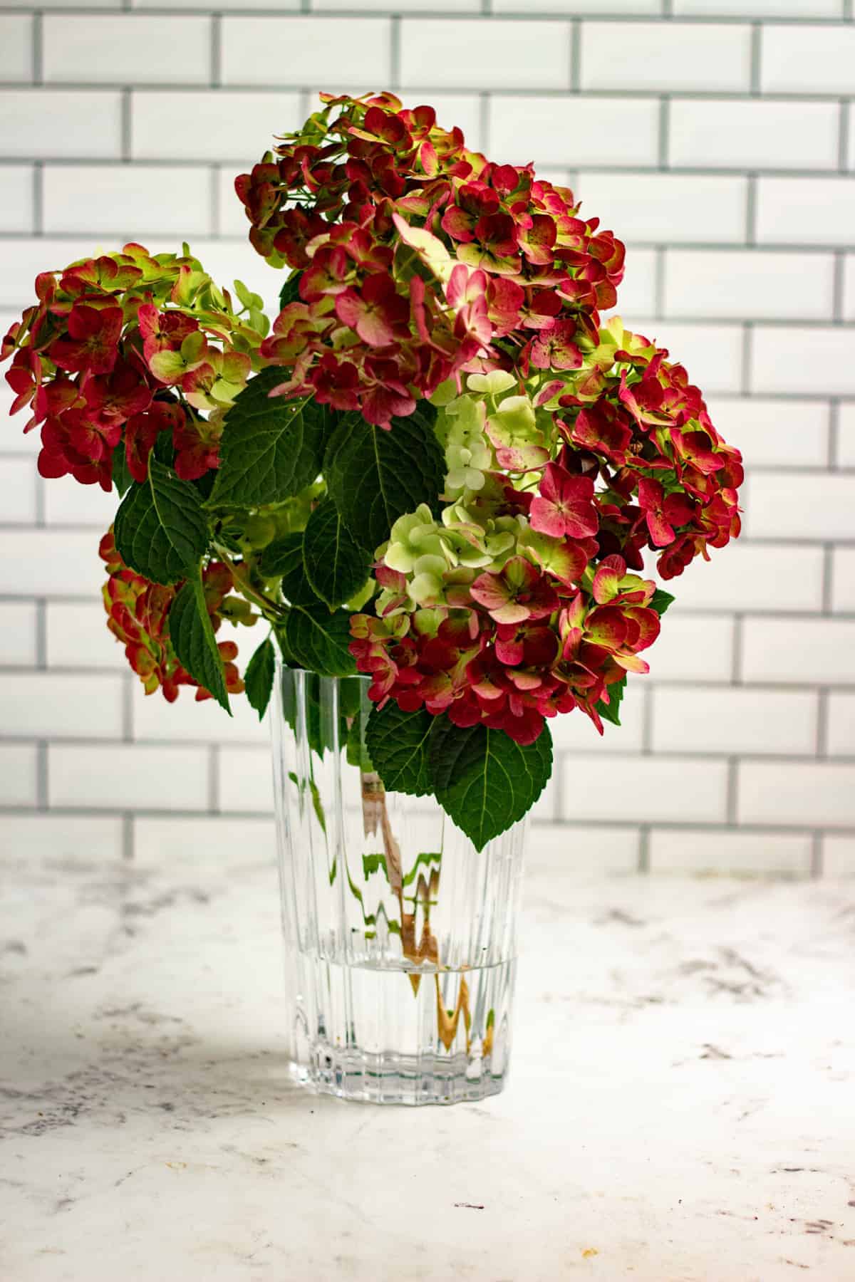 Best Way to Dry Hydrangeas for Beautiful Color