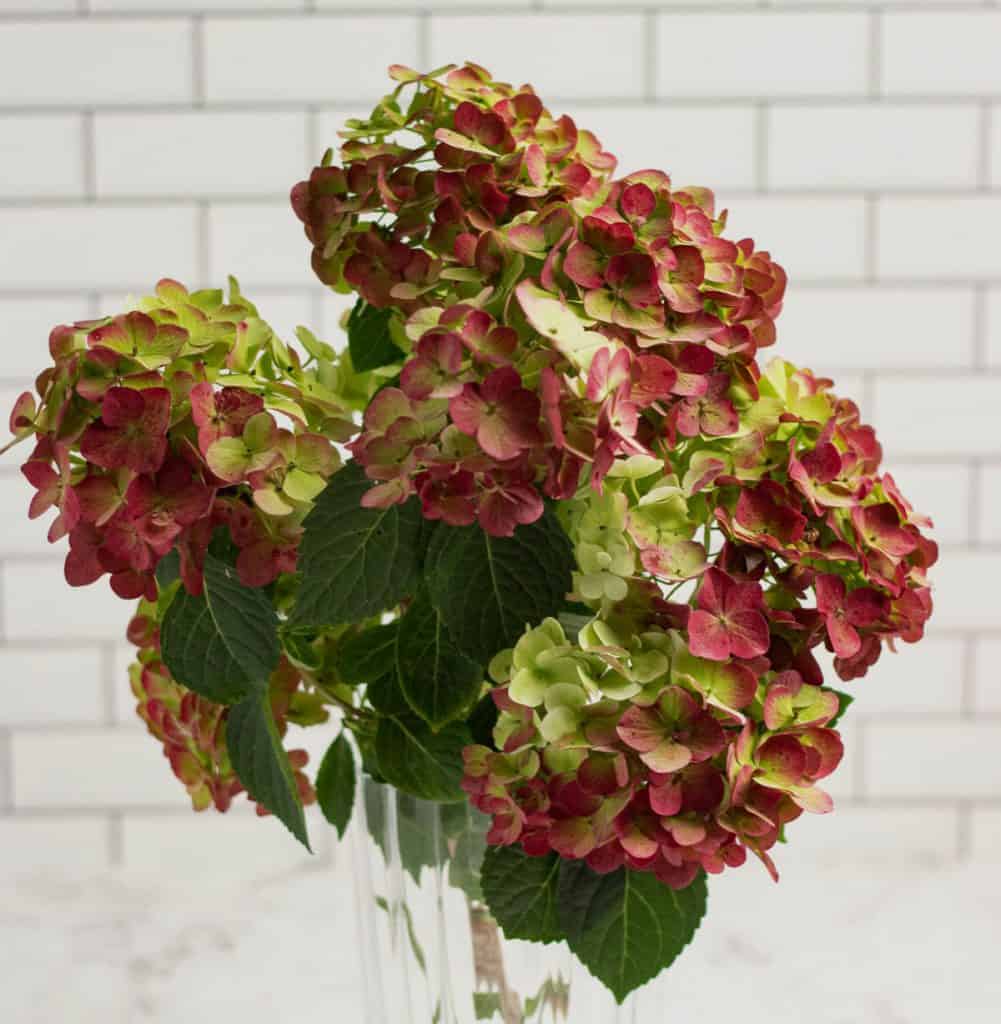 drying white hydrangeas